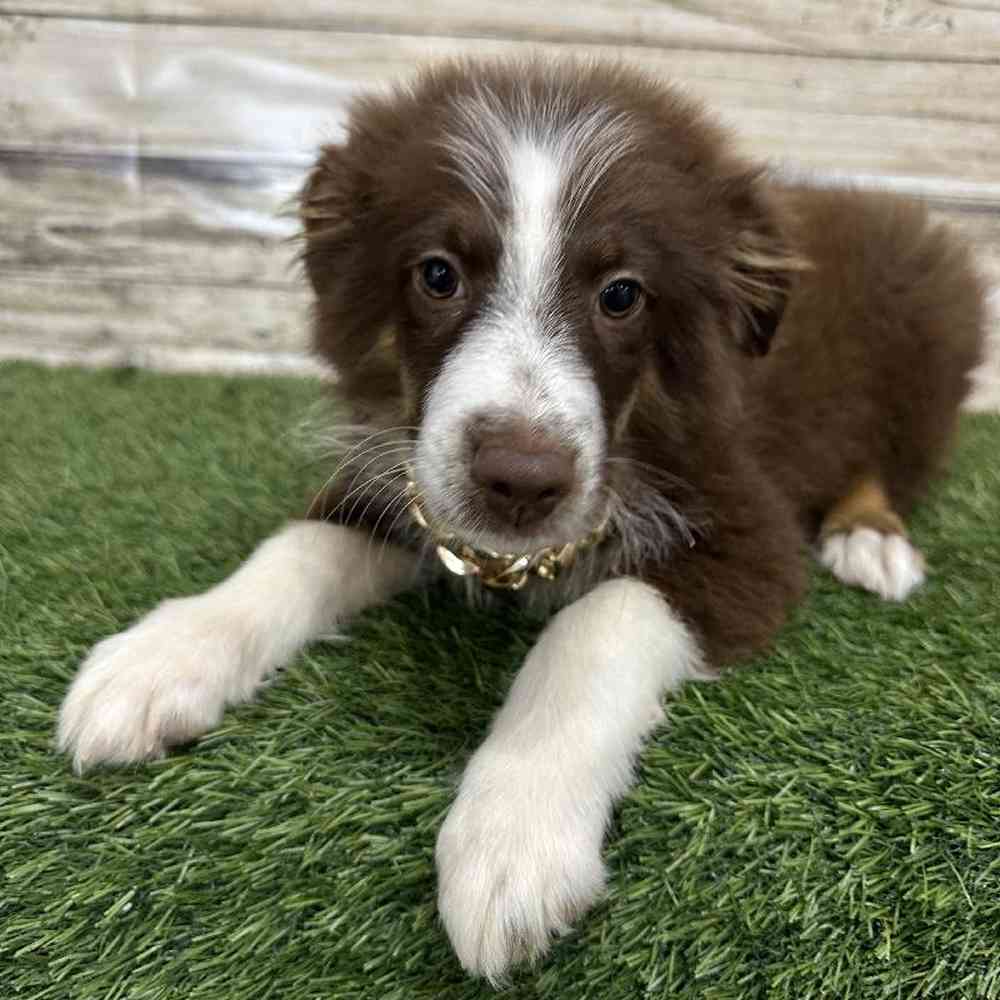 Male Miniature Australian Shepherd Puppy for Sale in Saugus, MA