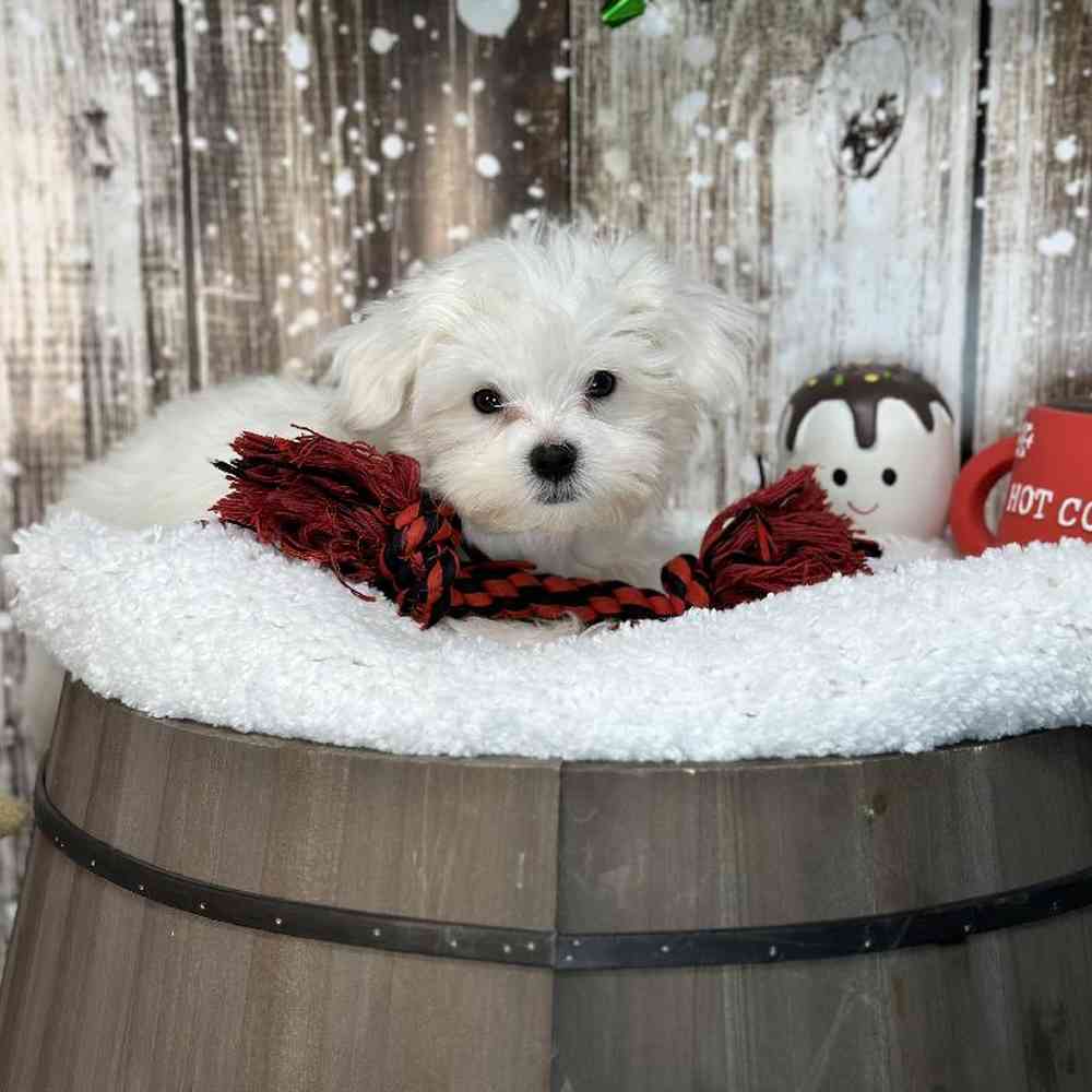 Male Maltese Puppy for Sale in Saugus, MA