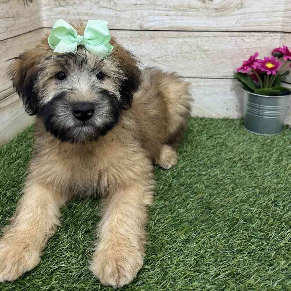 Female Soft Coated Wheaten Terrier Puppy for Sale in Braintree, MA