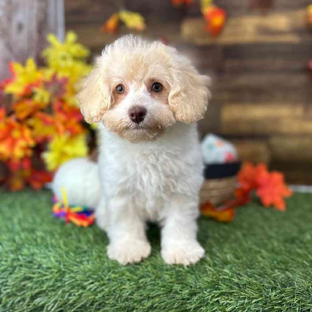 Female Mini NewfyPoo Puppy for Sale in Saugus, MA
