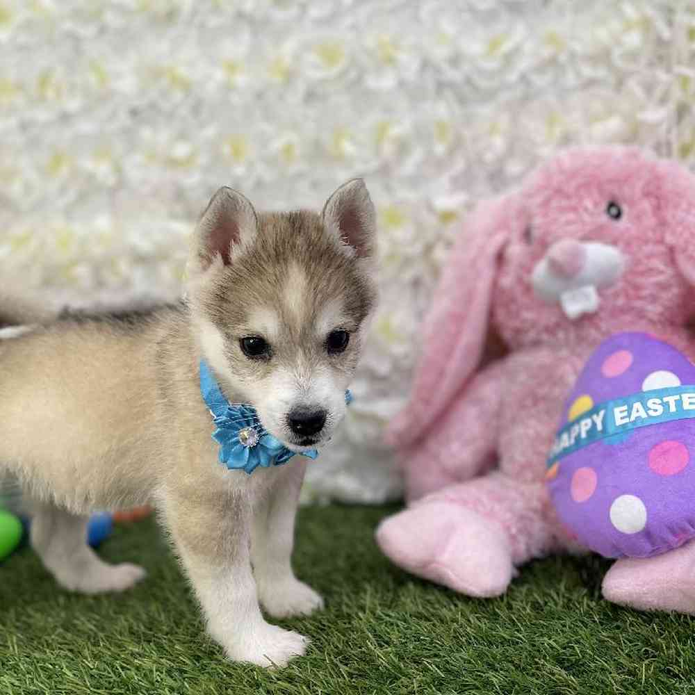 Female Alaskan Klee Kai Puppy for Sale in Braintree, MA