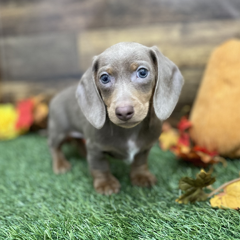 Male Dachshund Puppy for Sale in Braintree, MA