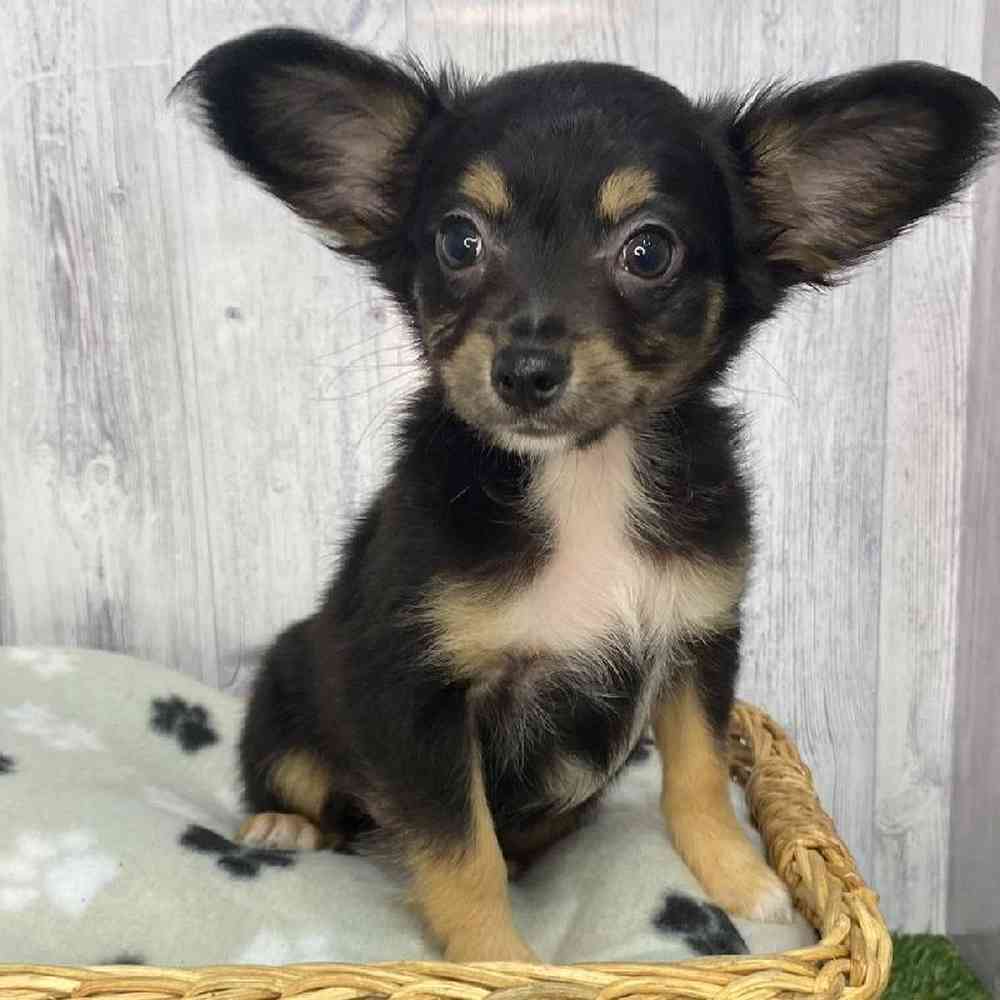 Male Chihuahua Puppy for Sale in Saugus, MA