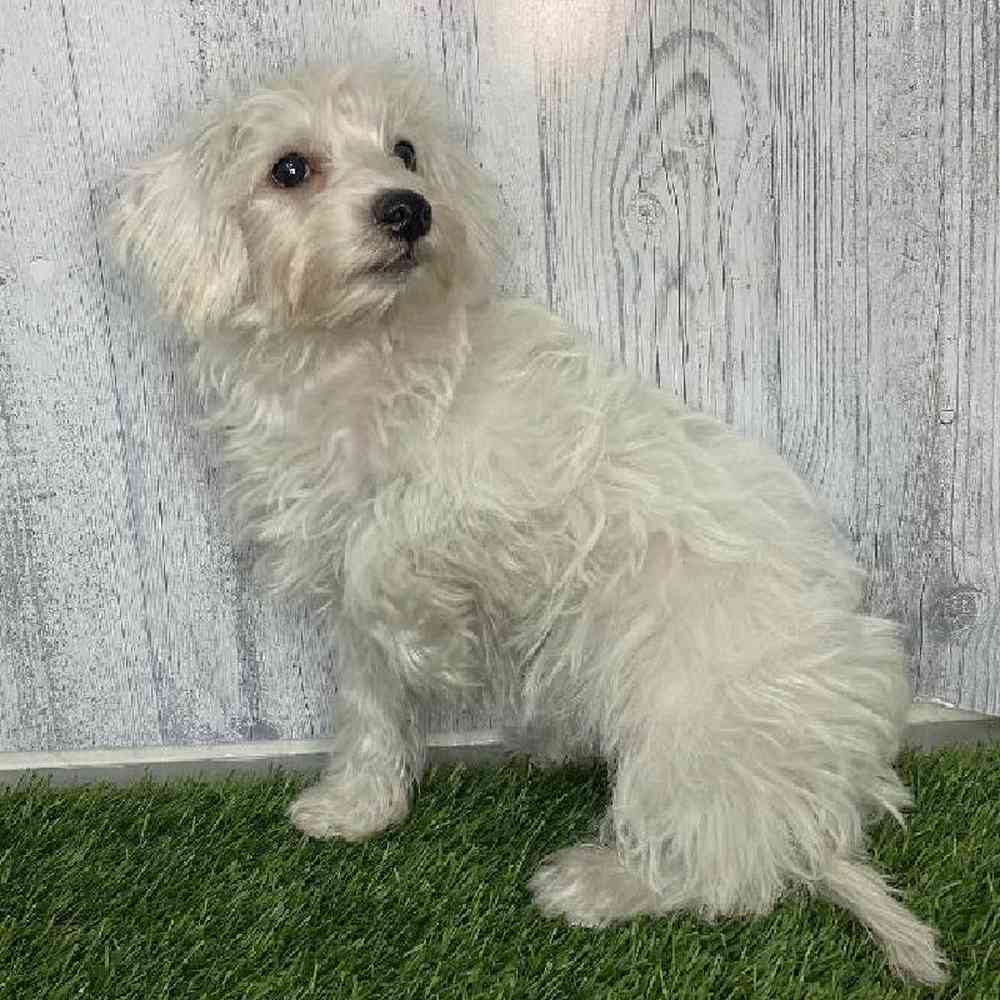 Female Chonzer (Bichon/Min Schnauzer) Puppy for sale
