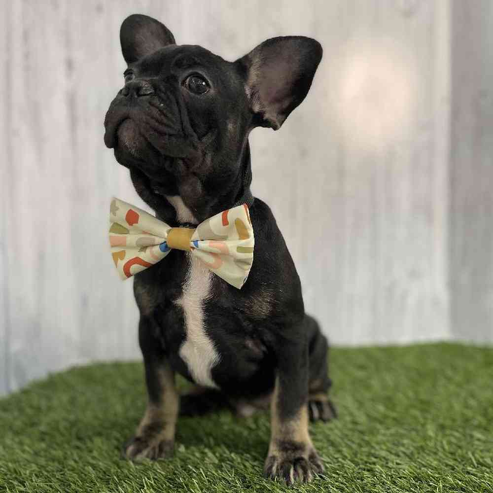 Male French Bulldog Puppy for sale