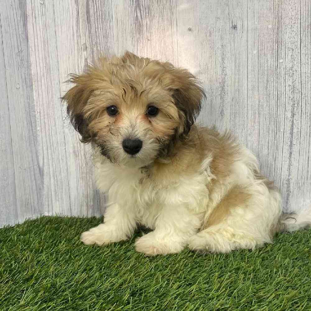 Male Hava-Chon Puppy for Sale in Saugus, MA