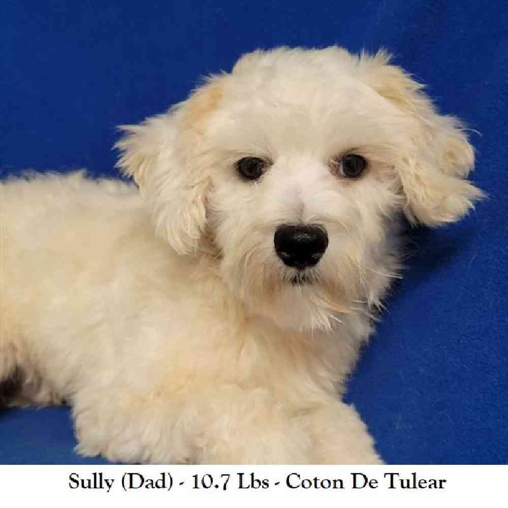 Male Coton De Tulear Puppy for Sale in Saugus, MA