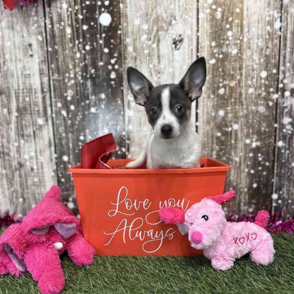 Female Chihuahua Puppy for Sale in Saugus, MA