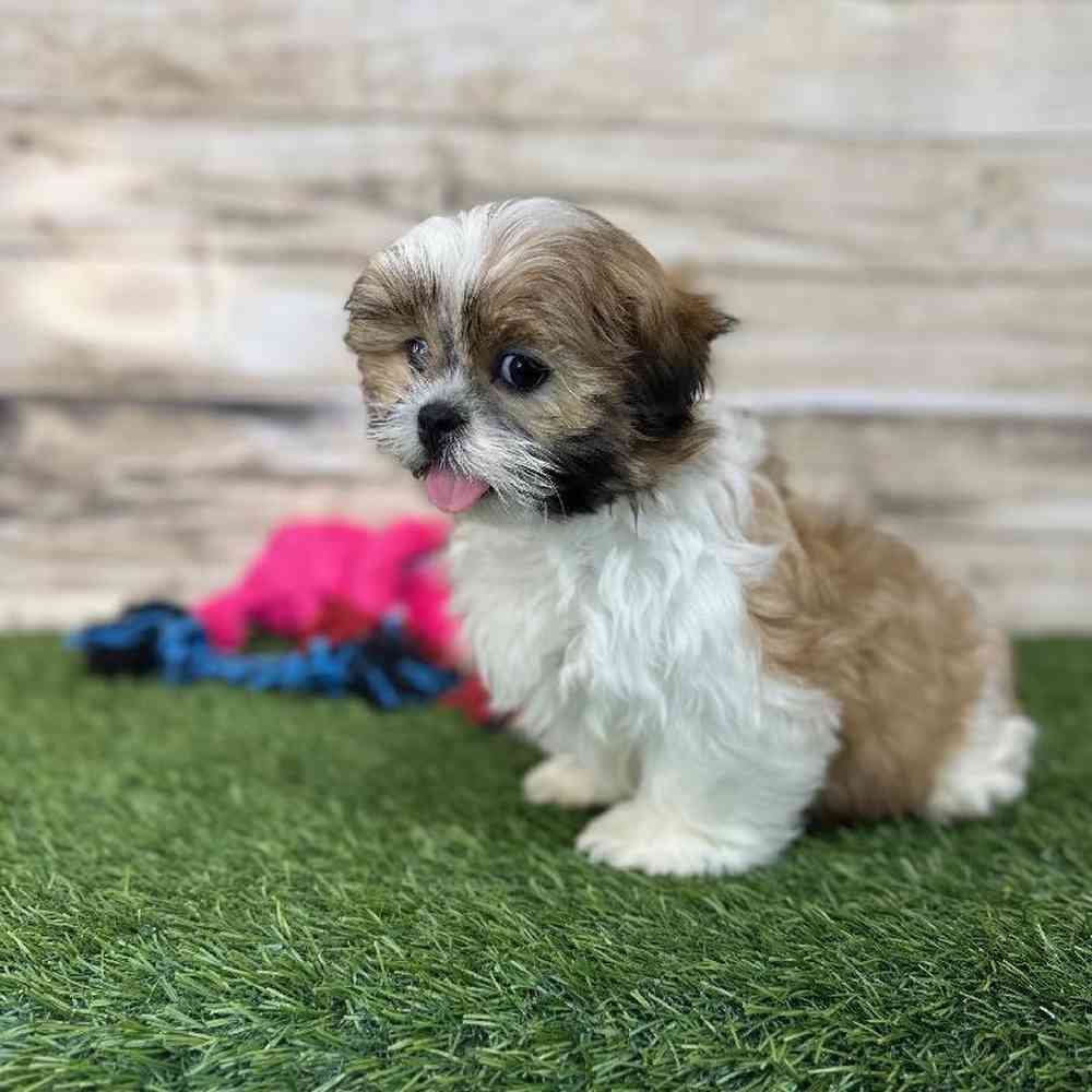 Male Shih Tzu Puppy for Sale in Saugus, MA