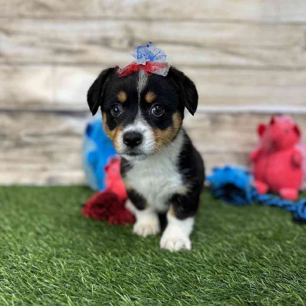 Female Pembroke Welsh Corgi Puppy for Sale in Saugus, MA