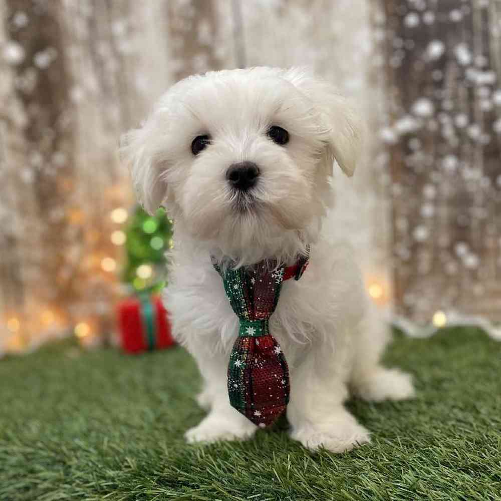 Male Maltese Puppy for Sale in Braintree, MA