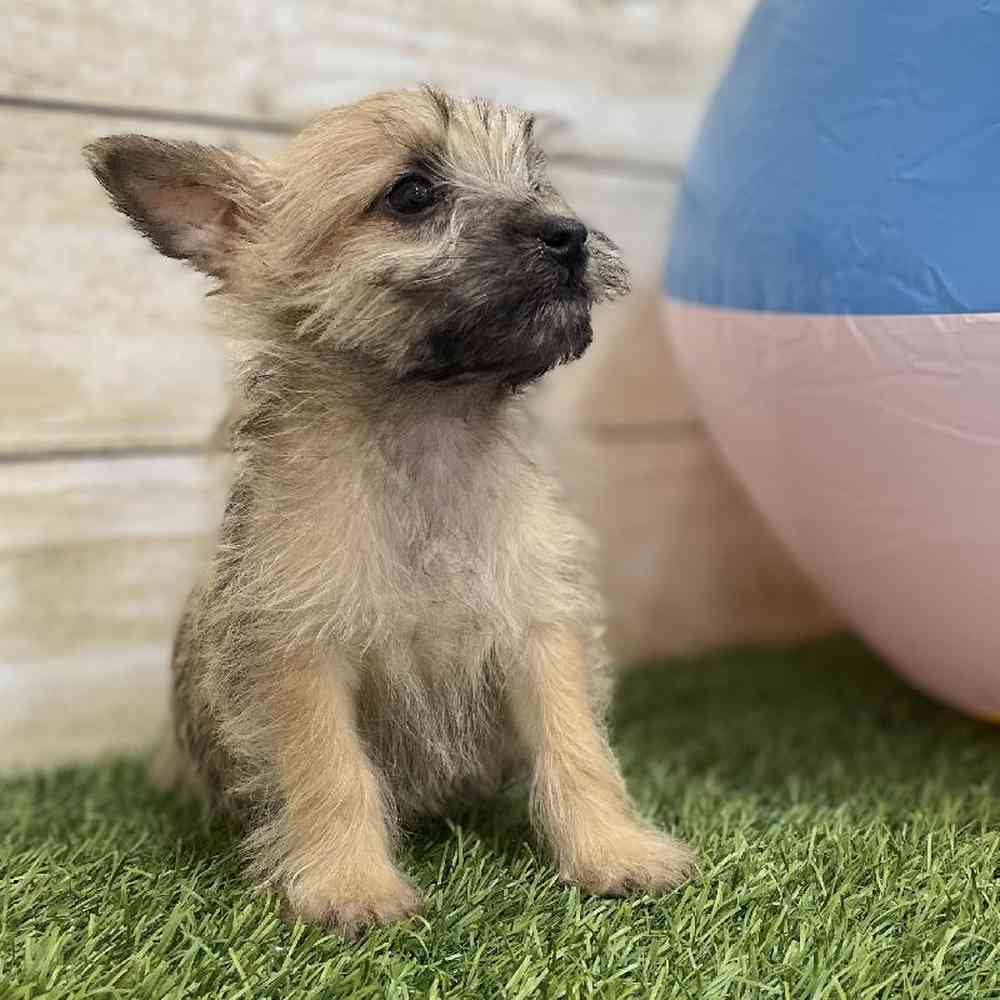 Female Cairn Terrier Puppy for Sale in Braintree, MA