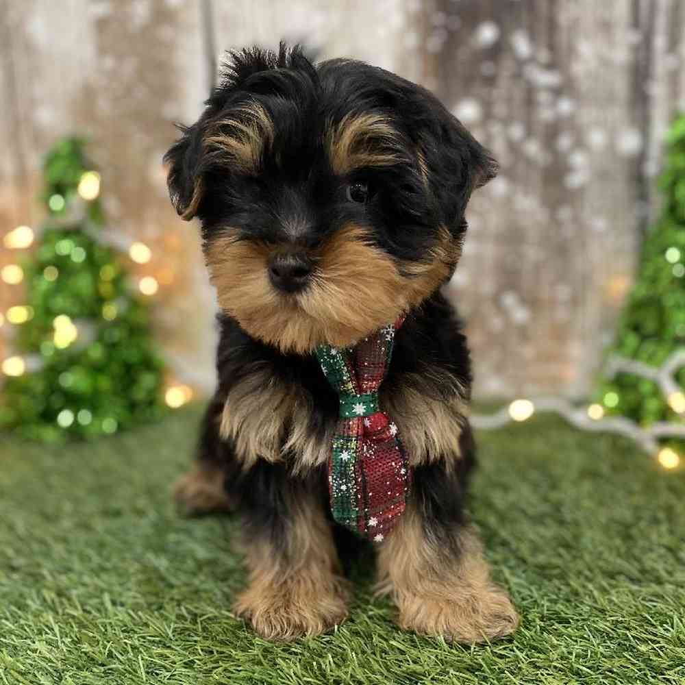 Male Yorkshire Terrier Puppy for Sale in Braintree, MA