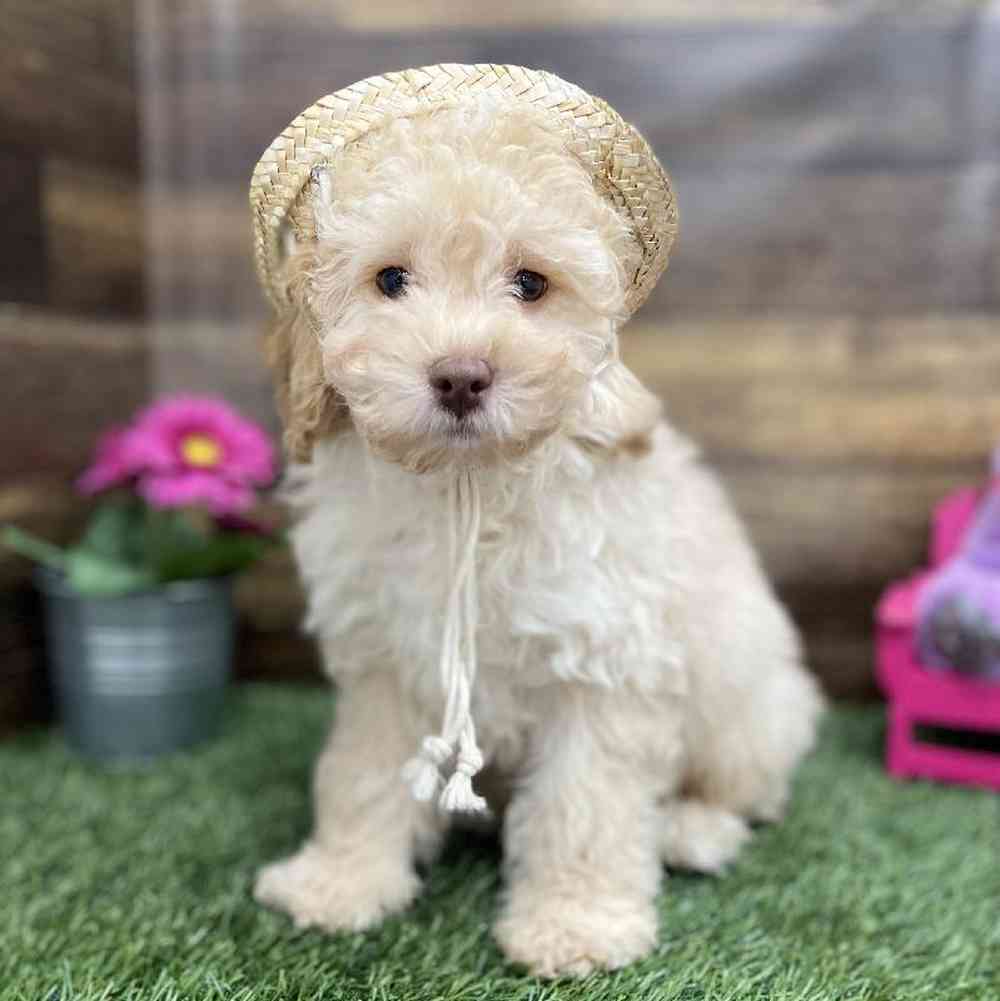 Male Cockapoo 2nd Gen Puppy for Sale in Braintree, MA