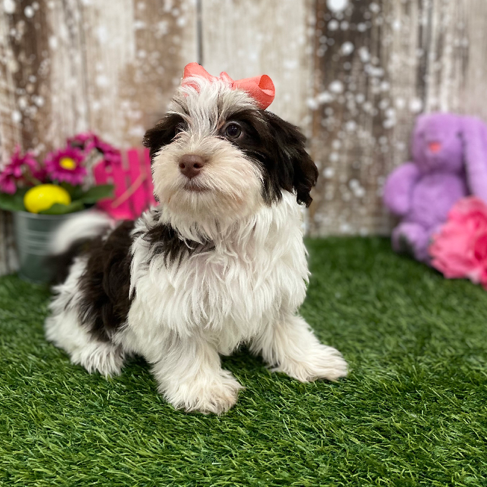 Female Havanese Puppy for Sale in Braintree, MA