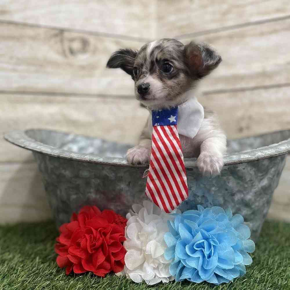 Male Chihuahua Puppy for Sale in Braintree, MA