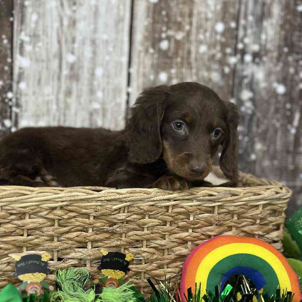 Male Dachshund Puppy for Sale in Saugus, MA
