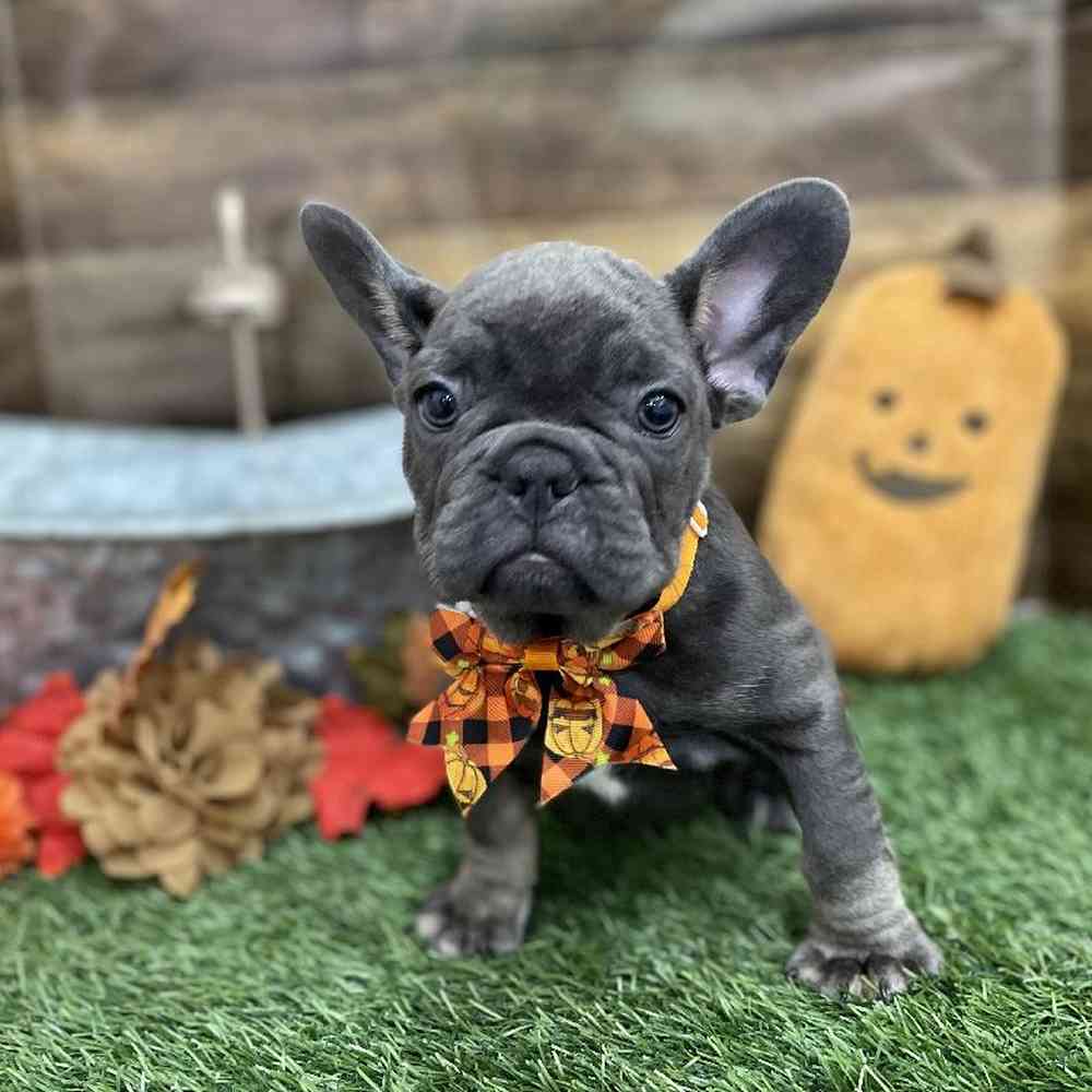 Male French Bulldog Puppy for Sale in Braintree, MA