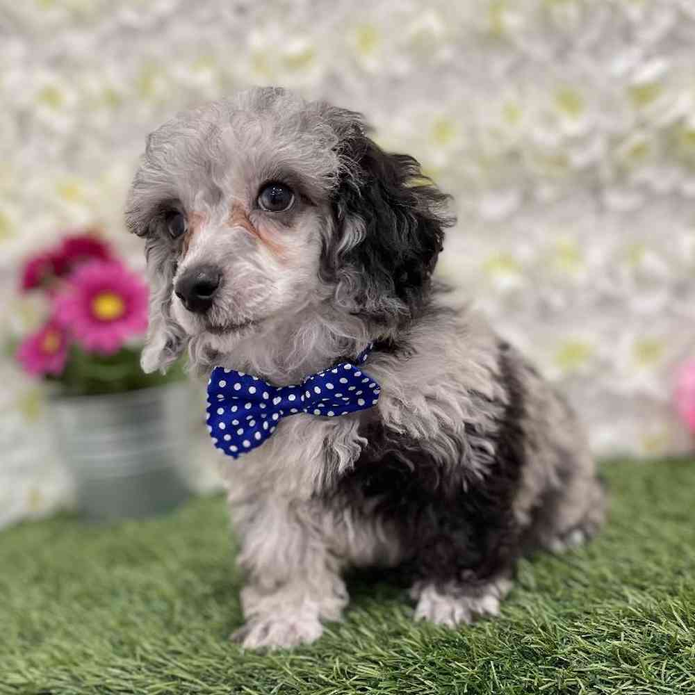Male Poodle Toy Puppy for Sale in Braintree, MA