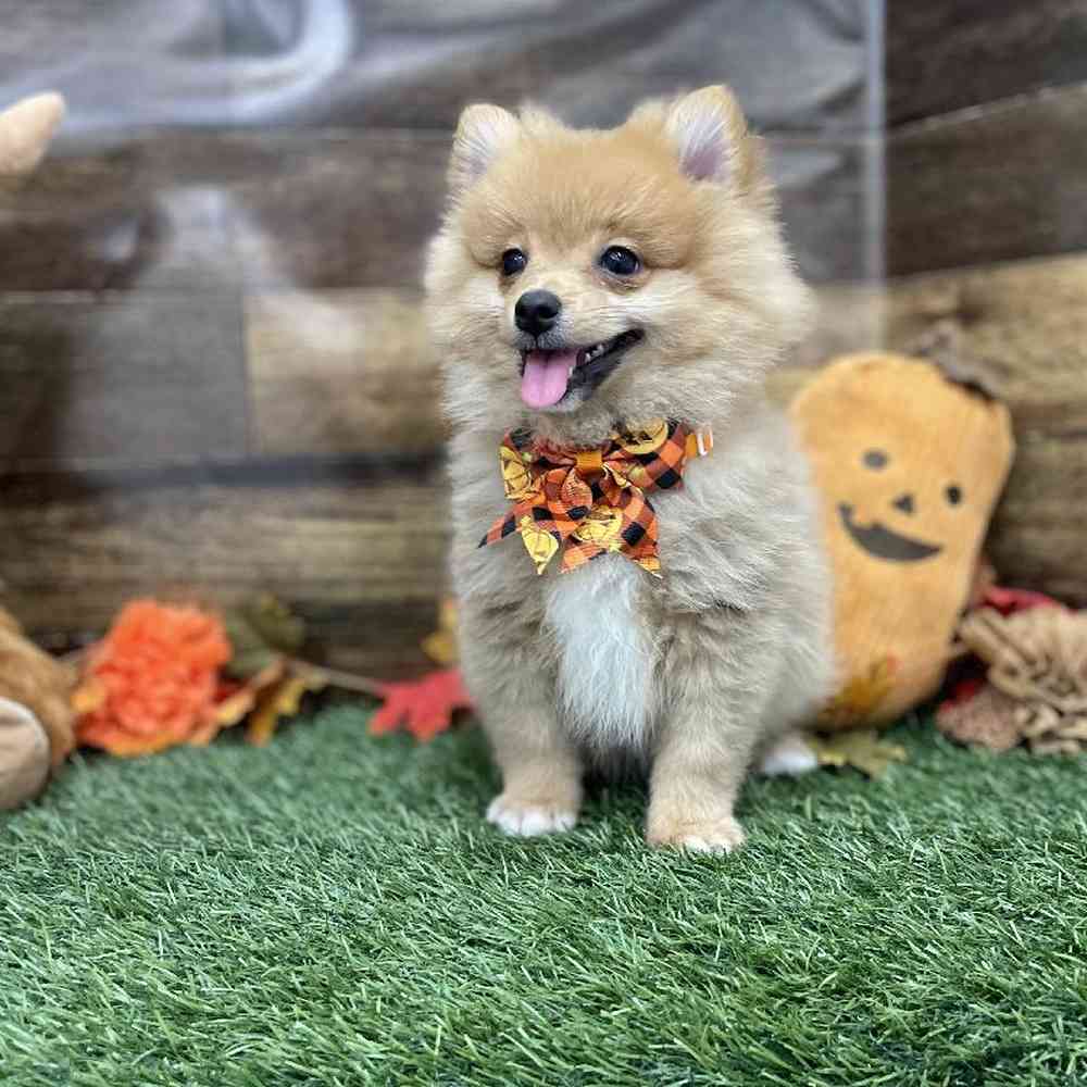 Male Pomeranian Puppy for Sale in Braintree, MA