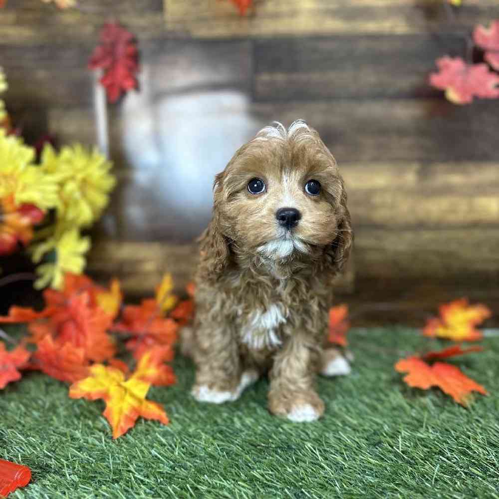 Female Cavapoo Puppy for Sale in Saugus, MA