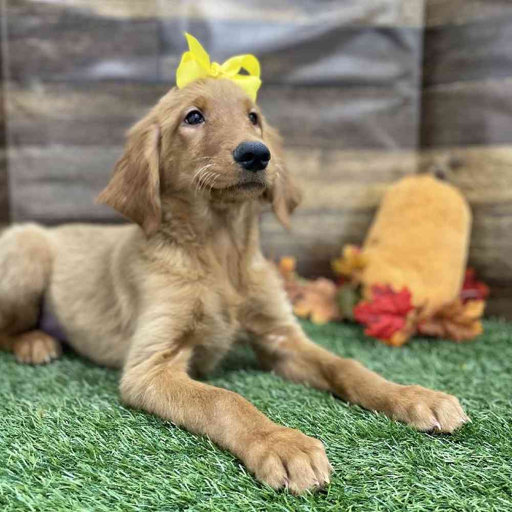 Female Golden Retriever Puppy for Sale in Braintree, MA