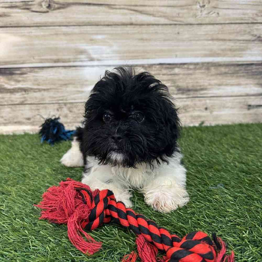 Female Shih-Poo Puppy for Sale in Saugus, MA