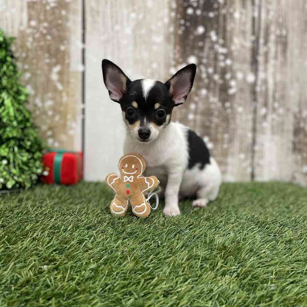 Male Chihuahua Puppy for Sale in Braintree, MA