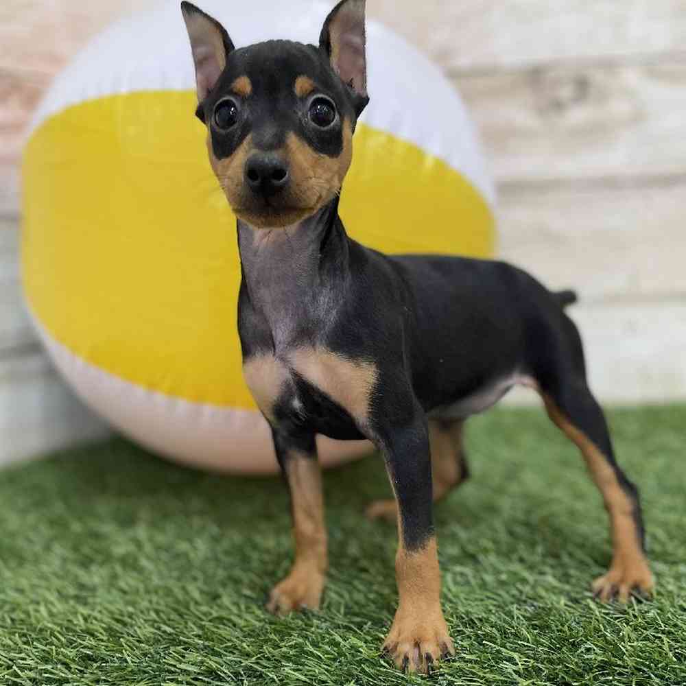 Female Miniature Pinscher Puppy for Sale in Braintree, MA