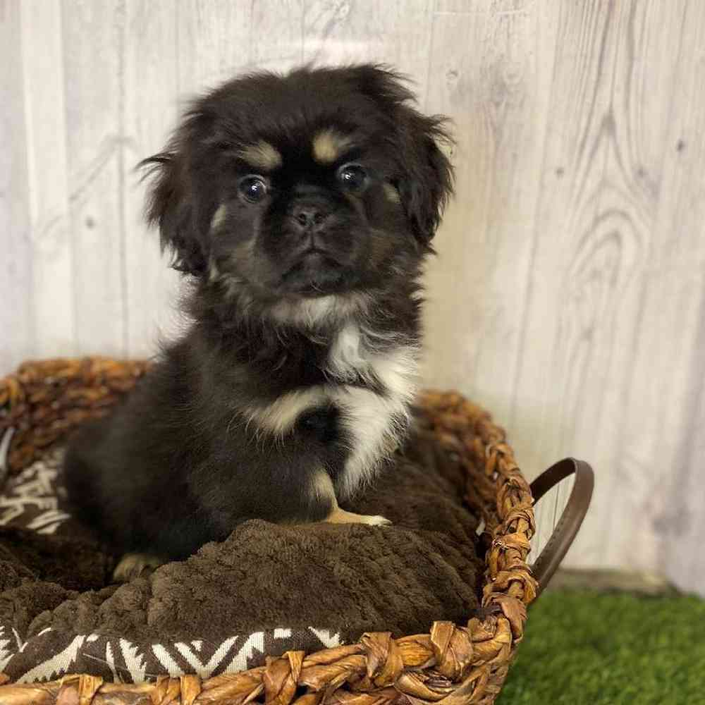 Male Pekingese Puppy for Sale in Saugus, MA