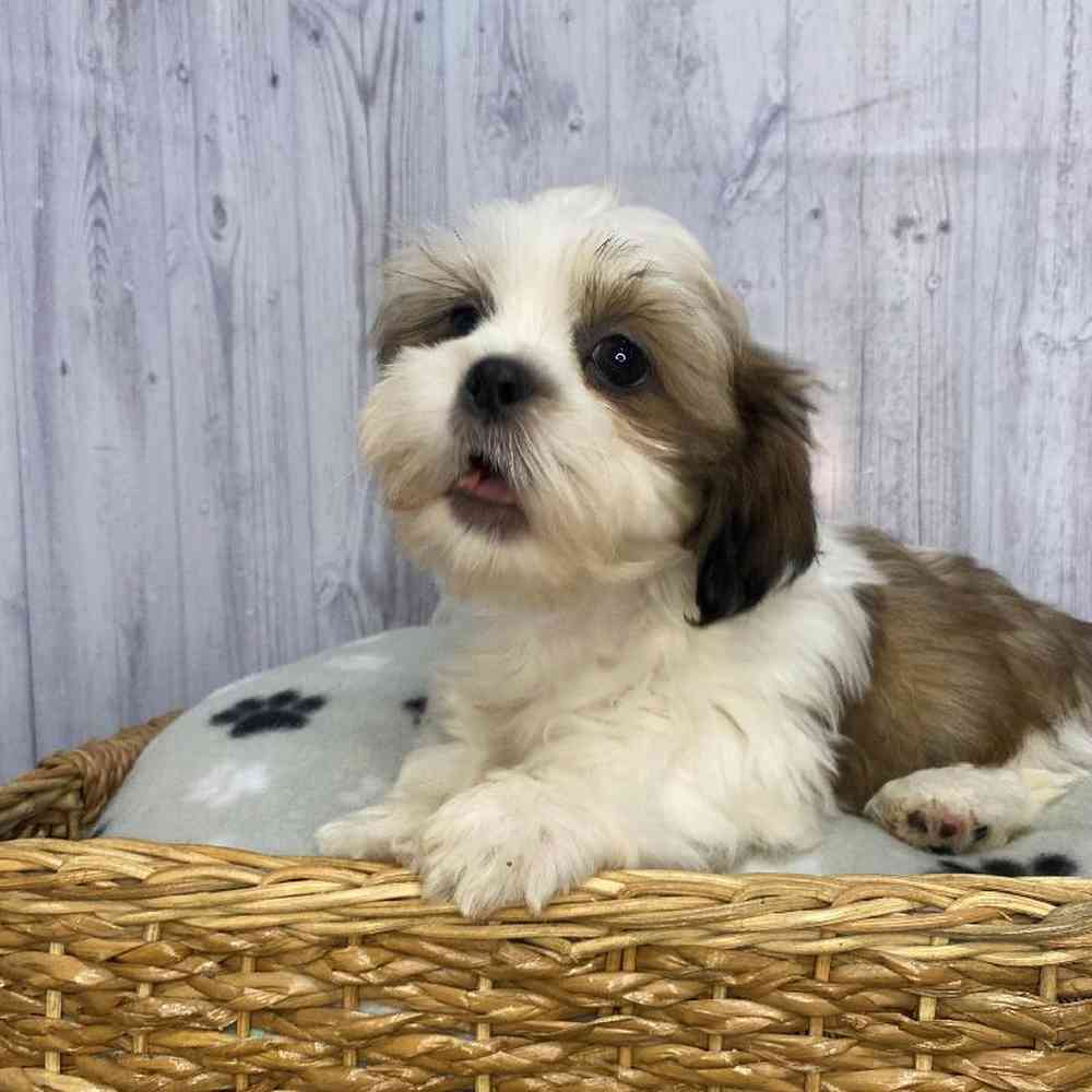Male Shih Tzu Puppy for Sale in Saugus, MA