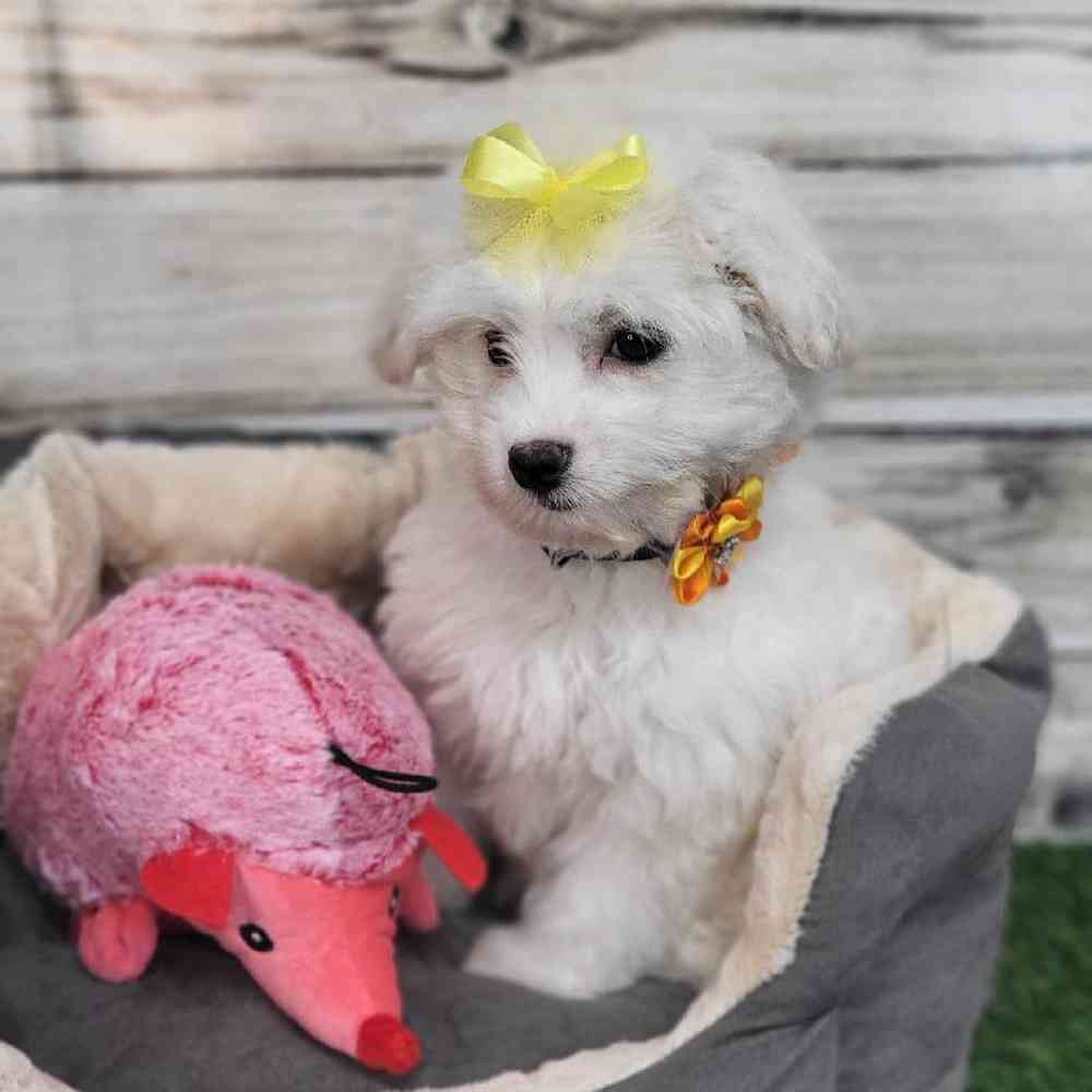 Female Coton De Tulear Puppy for Sale in Saugus, MA