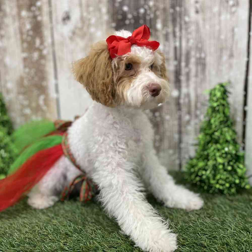 Female Mini NewfyPoo Puppy for Sale in Braintree, MA