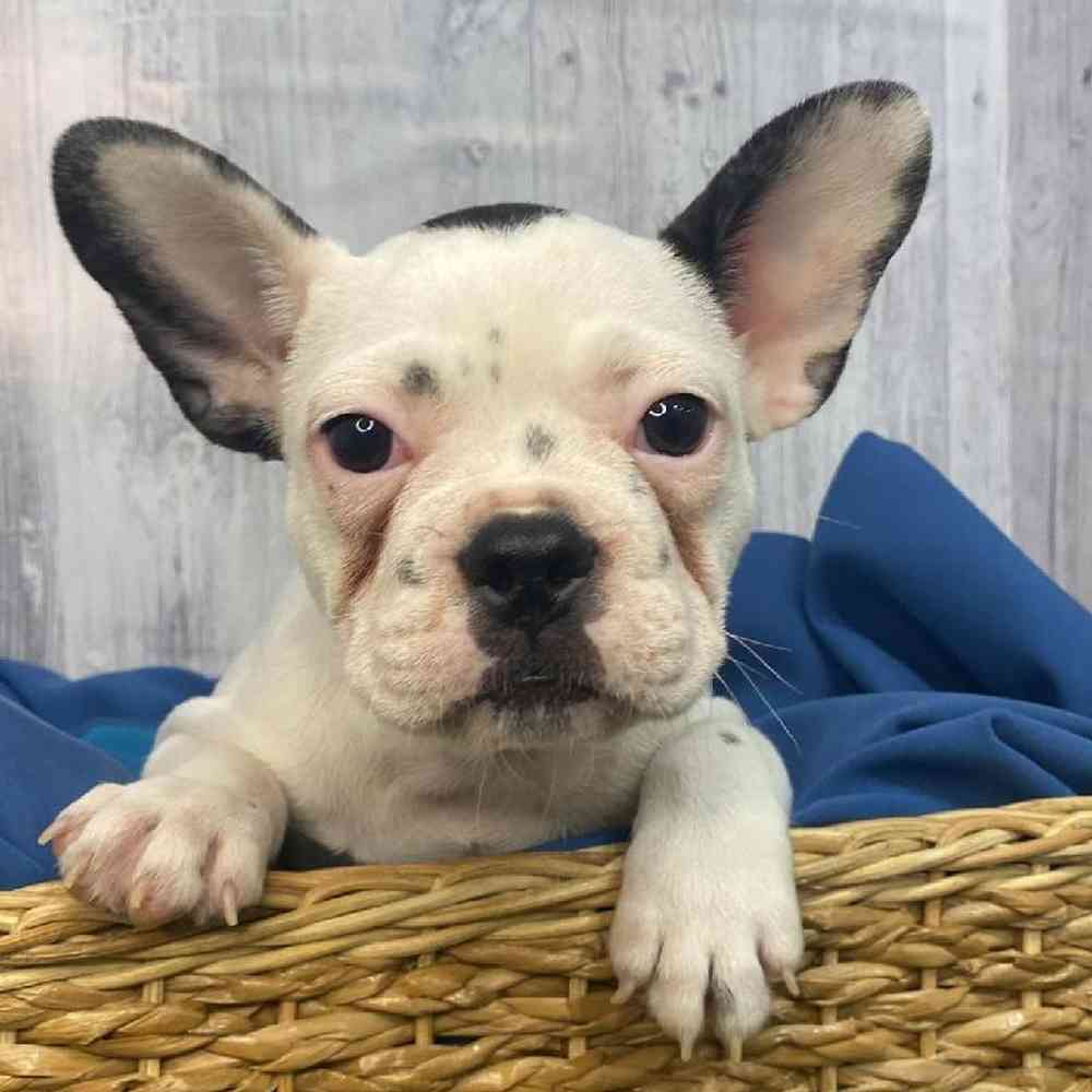 Male French Bulldog Puppy for Sale in Saugus, MA