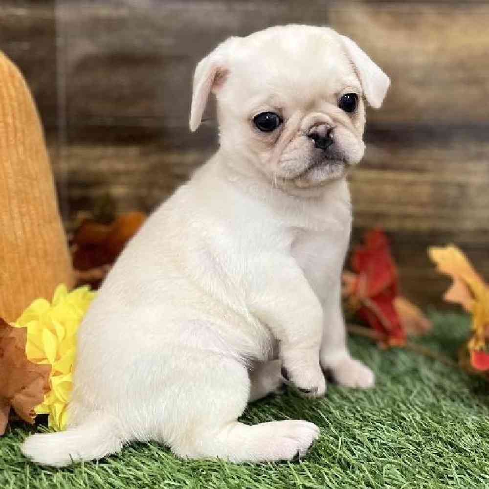Female Pug Puppy for Sale in Braintree, MA