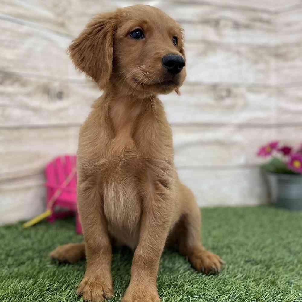 Female Golden Retriever Puppy for Sale in Braintree, MA