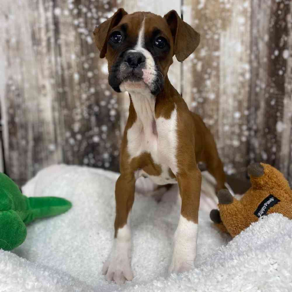 Female Boxer Puppy for Sale in Saugus, MA