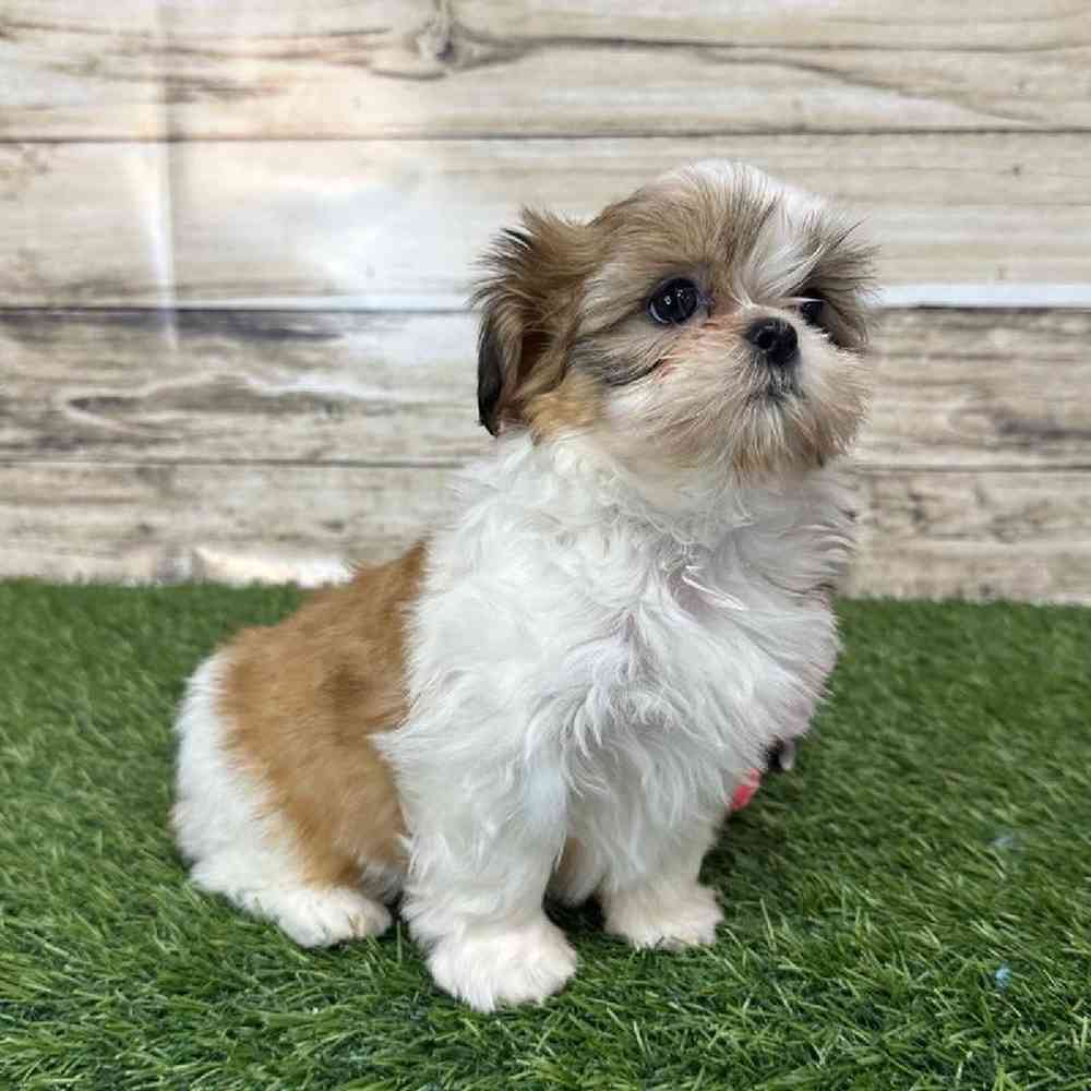 Female Shih Tzu Puppy for Sale in Saugus, MA