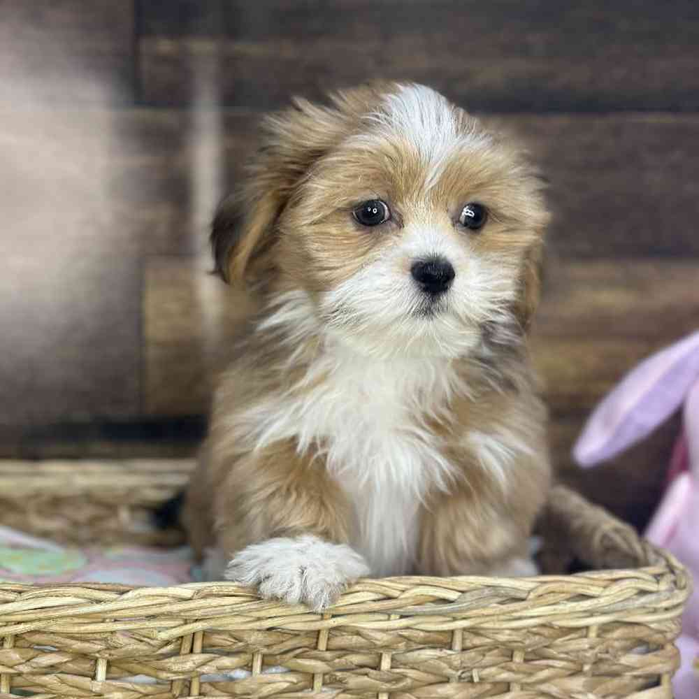Female Lhasa Apso Puppy for Sale in Saugus, MA