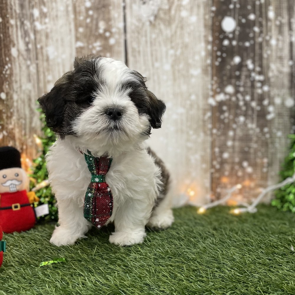 Male Teddy Bear (Zuchon) Puppy for Sale in Braintree, MA