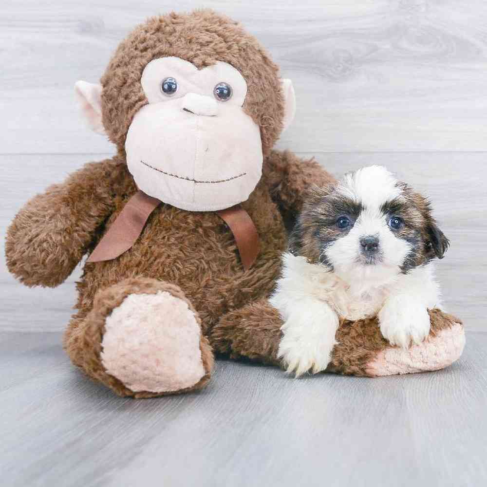 shih-tzu-emily-150296509552225.jpg