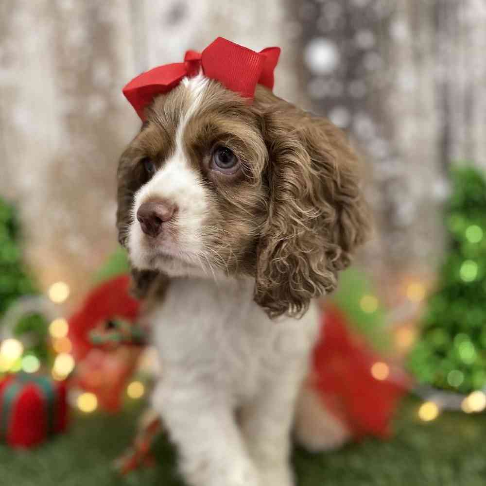 Female Cocker Spaniel Puppy for Sale in Braintree, MA