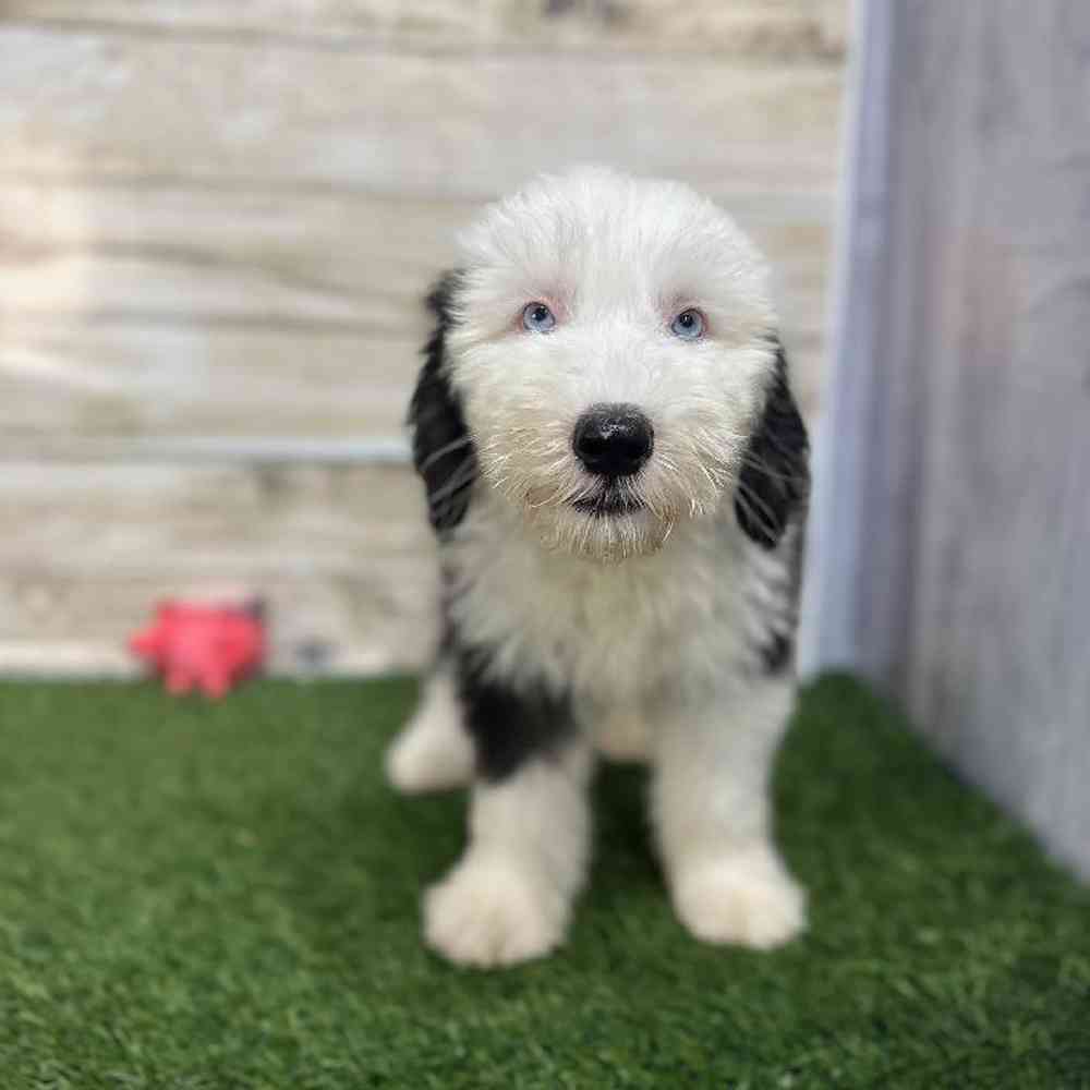 Male Old English Sheepdog Puppy for Sale in Saugus, MA