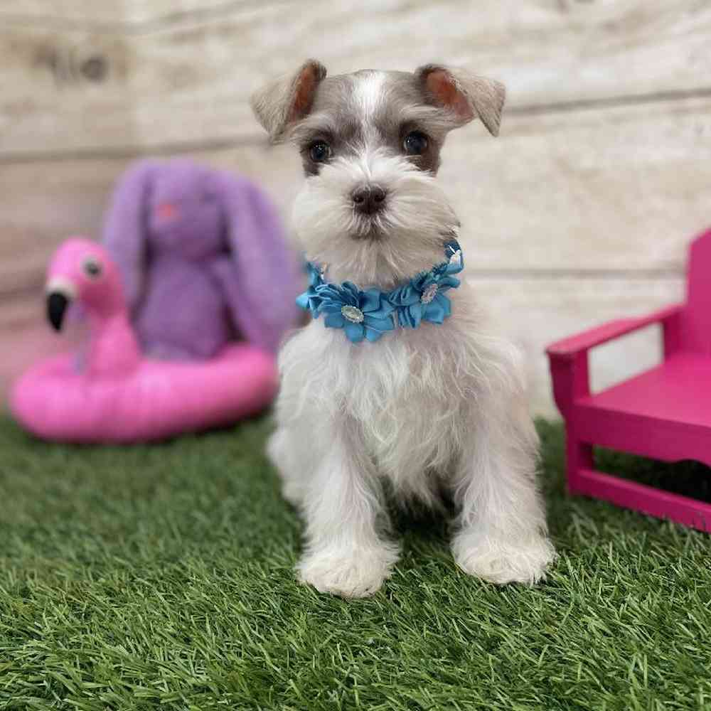 Female Miniature Schnauzer Puppy for Sale in Braintree, MA