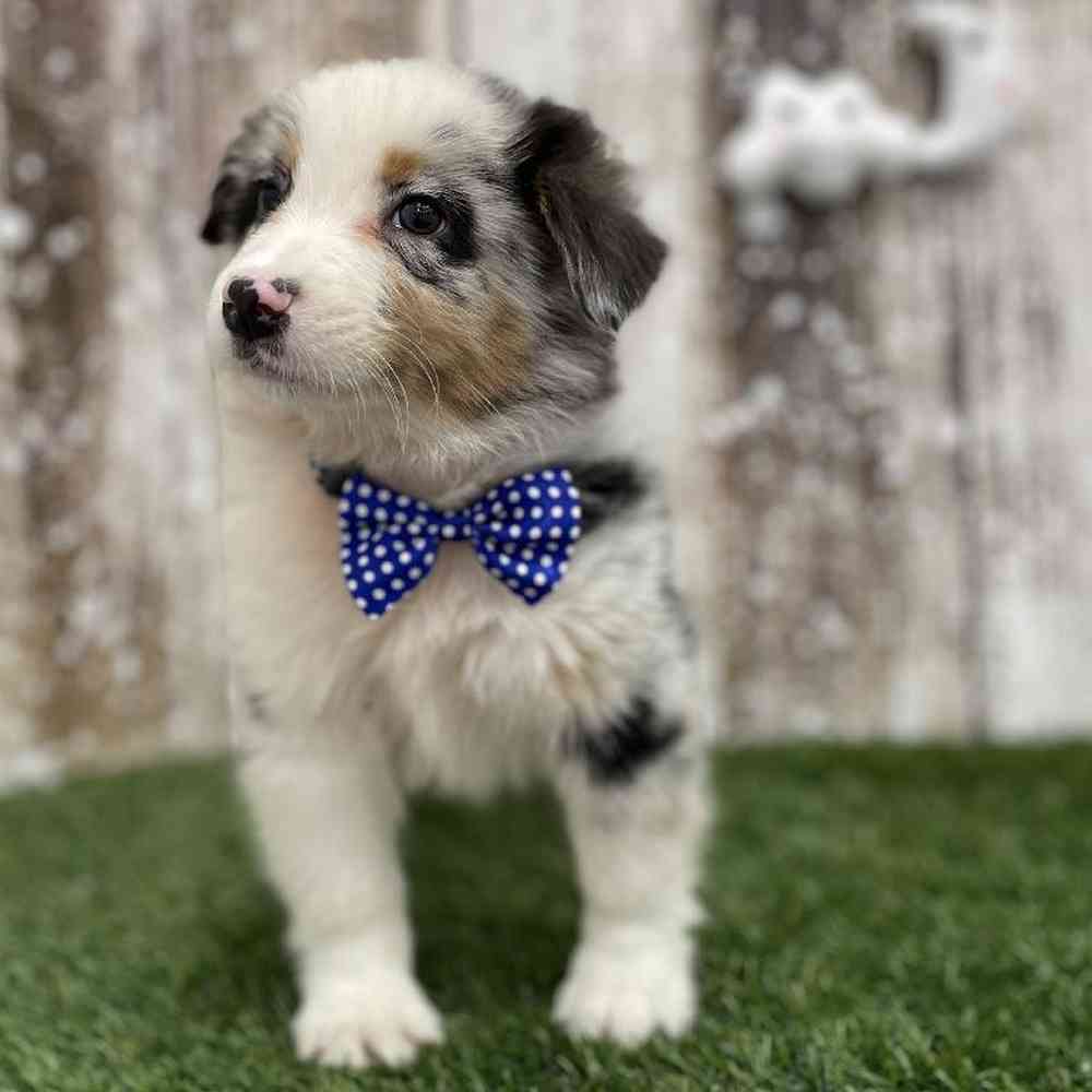 Male Australian Shepherd Puppy for Sale in Braintree, MA