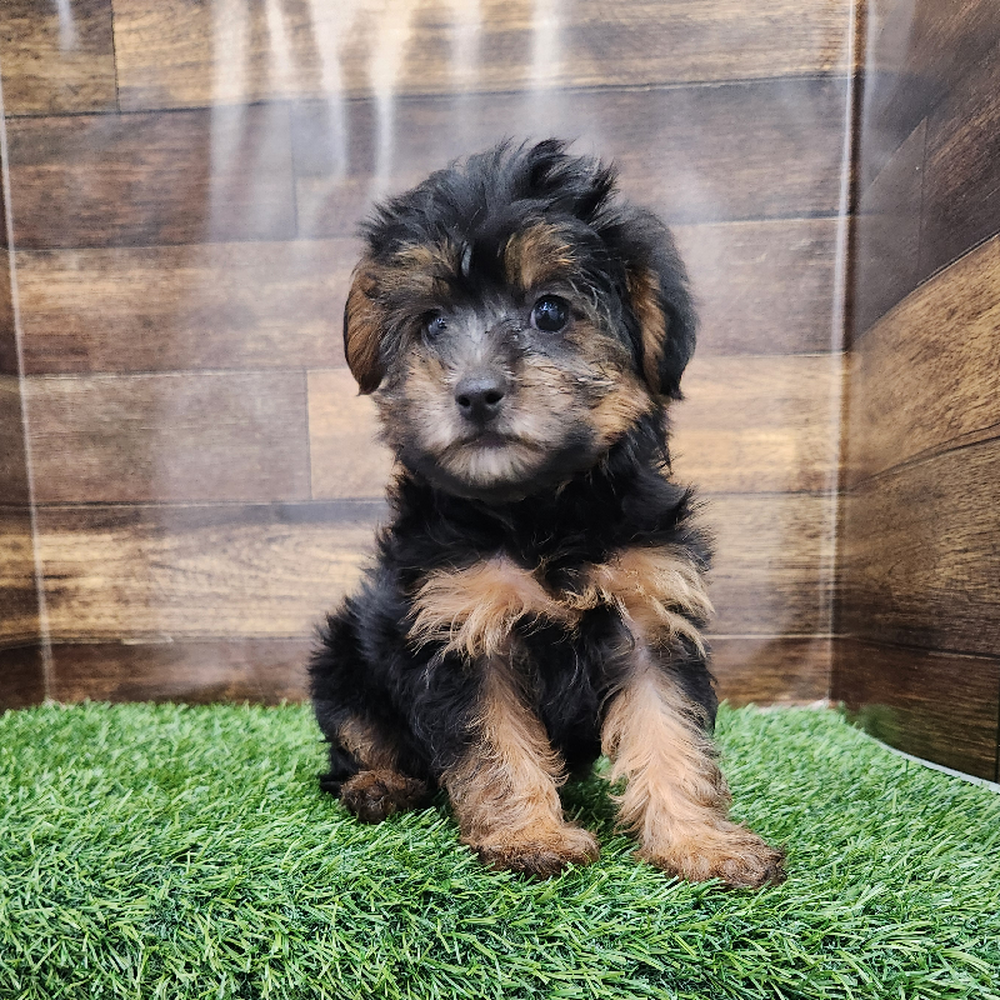 Female Yorkie-Poo Puppy for Sale in Braintree, MA
