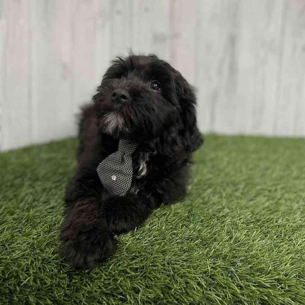 Male Mini Whoodle Puppy for sale