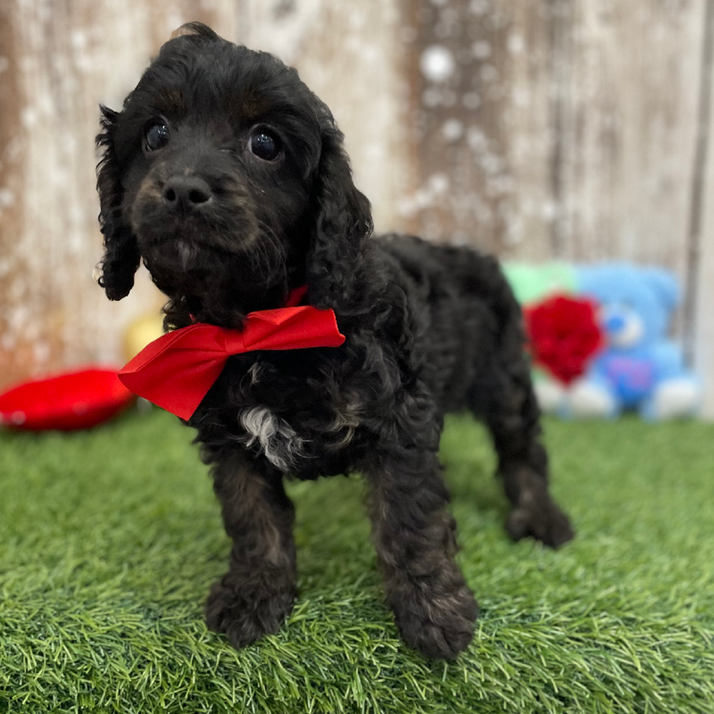 Male Cavapoo Puppy for Sale in Braintree, MA