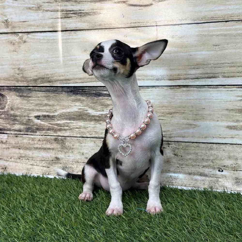 Female Chihuahua Puppy for Sale in Saugus, MA