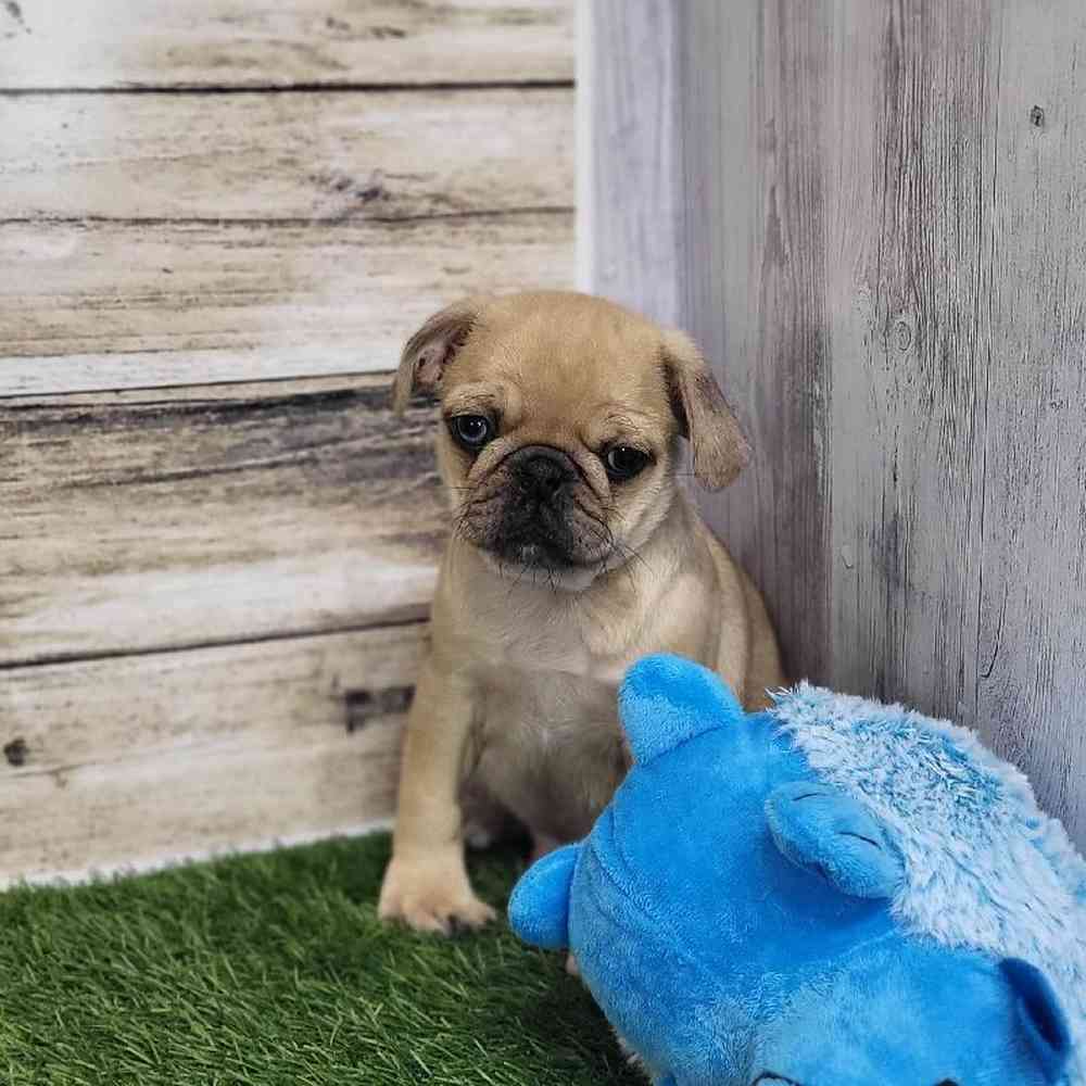 Male Pug Puppy for Sale in Saugus, MA